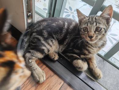 Free kitten for adoption