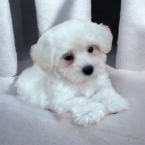 Maltese puppy mka