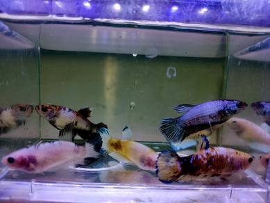 Female Betta Fish Ikan Laga 