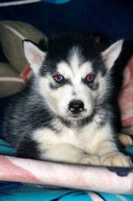 Husky Puppy Pure Breed
