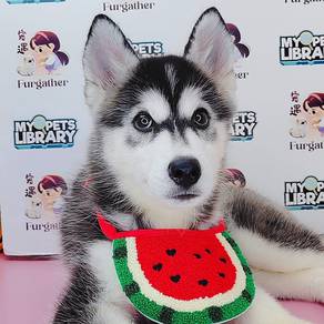 Wooly Husky
