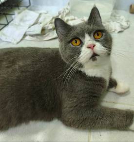 Kucing BSH