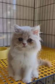 pure persian