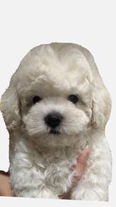 bichon frise puppy