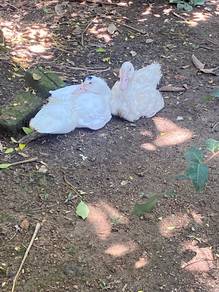 ducks