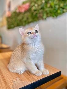 bsh British shorthair short hair golden ny12 male