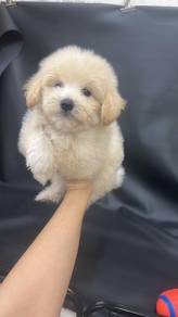 Pomeranian mix Poodle (M2) 博美混贵宾 男生2