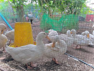 pekin duck itik pedaging pekin