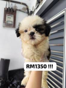 cute nice shih tzu 