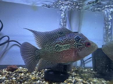 Female Flowerhorn