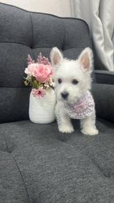西高地
Westie
Female / male
Dob : 20-05-26

⚠️ 共有4只母1