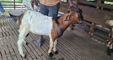 Kambing Cross