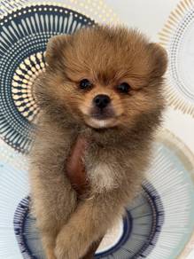 pomeranian,, 