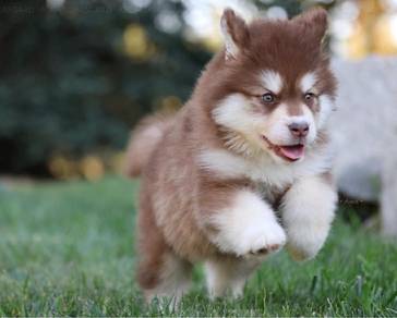 husky puppies r