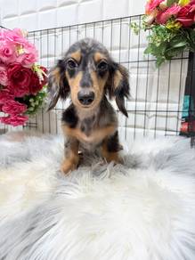 dachshund