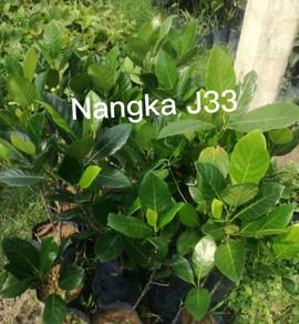 Benih Nangka j33