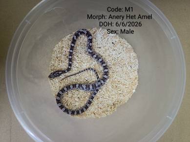 Corn snake 