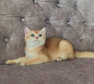 Kitten BSH Golden Male 