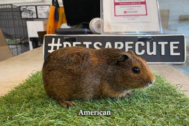 Guinea pig
