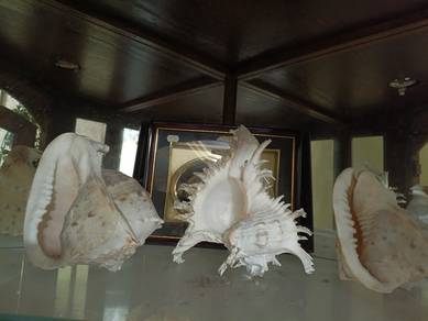 siput besar, cengkerang siput laut besar, shell