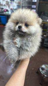 Sable Brown Color Male Pomeranian Puppy