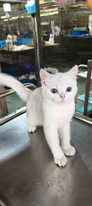 Bsh