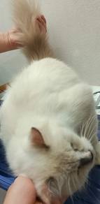 kucing dewasa betina rehome with fee
