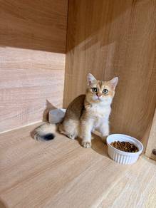 British short hair kitten can send Singapore