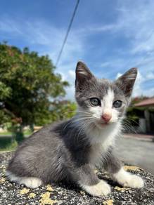 Domestic Short Hair (DSH) Grey