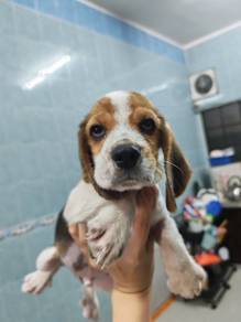 Beagle mka cert female puppy
