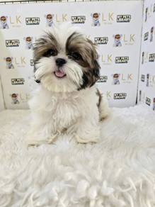 Shih tzu male promo