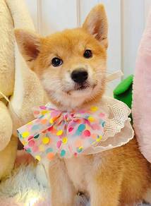 Shiba