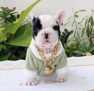 FRENCH BULLDOG PUPPIES VIP114 🌻 Cow Pattern