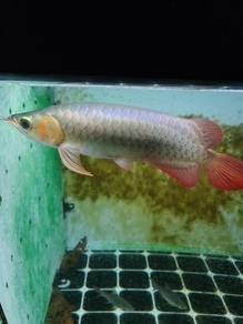 sepauk arowana