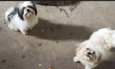 Shihtzu