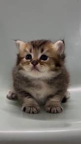 Kitten British Short Hair