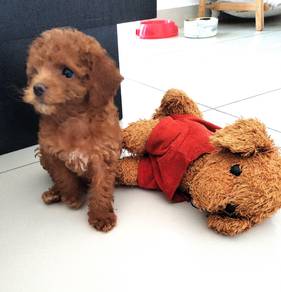 Toy poodle puppy for sale