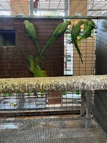 burung parrot ring neck