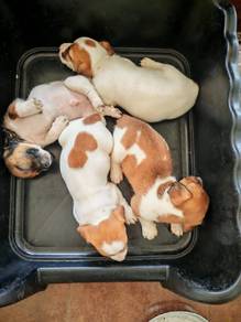 Jack russell terrier 