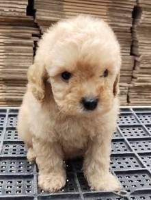 Toy poodle 