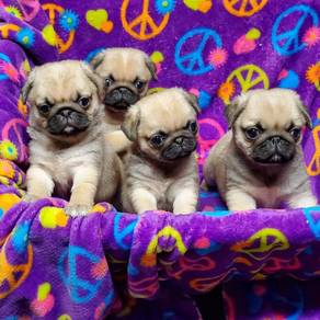 pug puppies p
