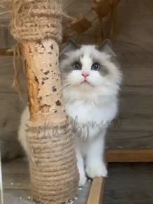 Ragdoll mating