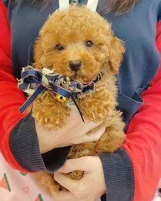 Poodle