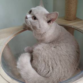 british short hair male lilac