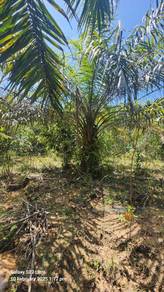 Agricultural Land in Tanjong Tualang, PRK