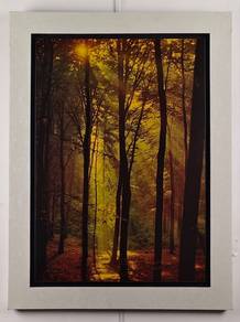 Autumn Forest Glow – Poster Print (Framed)