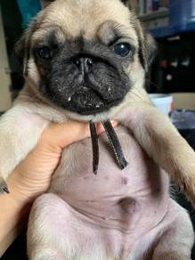 pug