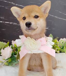 Shiba