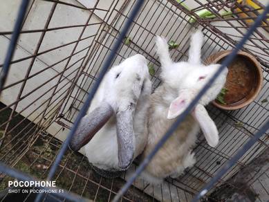 rabbit for sale 