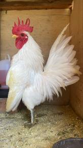 Ayam serama